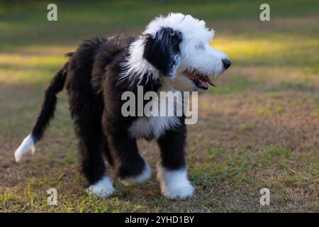 Sheepadoodle pupply walking toward the camera with the sun low like he's ready to end his hard day at work. Stock Photo