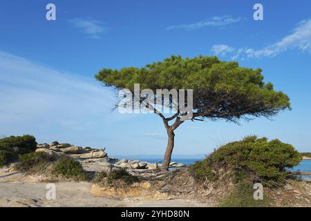 Single tree on rocky ground under clear blue sky, Karidi beach, Karydi, Vourvourou, Sithonia, Chalkidiki, Central Macedonia, Greece, Europe Stock Photo