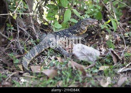 Banded monitor lizard (Varanus salvator), Tissamaharama, Southern Province, Sri Lanka, Asia Stock Photo