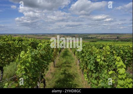 Vineyards with a view of the Lower Franconian wine country, Huettenbach, Lower Franconia, Bavaria, Germany, Europe Stock Photo