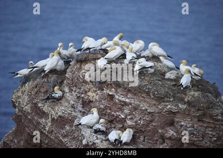 Gannet (Morus bassanus) on the offshore island of Heligoland, Schleswig-Holstein, Germany, Europe Stock Photo