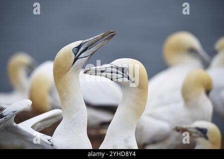 Gannet (Morus bassanus) on the offshore island of Heligoland, Schleswig-Holstein, Germany, Europe Stock Photo