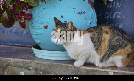 Tricoloured cat sitting near a large blue flower pot on a wall, cat (n), Mesochori, west coast, Karpathos, Dodecanese, Greek Islands, Greece, Europe Stock Photo