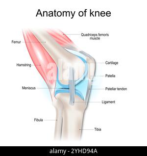 Knee anatomy. Structure of knee joint. Major parts of human leg. Bones, muscles, cartilage, tendon and Ligaments of knee. Side view. Vector poster Stock Vector