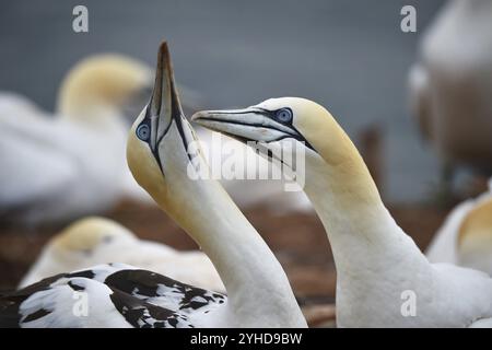 Gannet (Morus bassanus) on the offshore island of Heligoland, Schleswig-Holstein, Germany, Europe Stock Photo