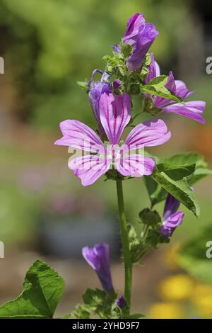 Common mallow (Malva sylvestris), flower in a meadow, medicinal plant, aromatic plant, medicinal use, Wilnsdorf, North Rhine-Westphalia, Germany, Euro Stock Photo