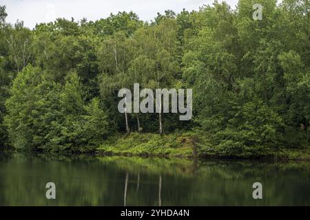 A dense forest is reflected on the surface of a calm lake Stock Photo