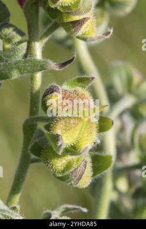 Unripe fruits of the Cynoglossum officinale (Cynoglossum officinale) . The fruits are clawed fruits that later split into four parts and become velcro Stock Photo