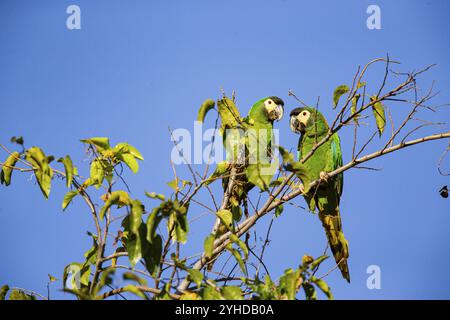 Collared Macaw (Primolius auricollis) Pantanal Brazil Stock Photo