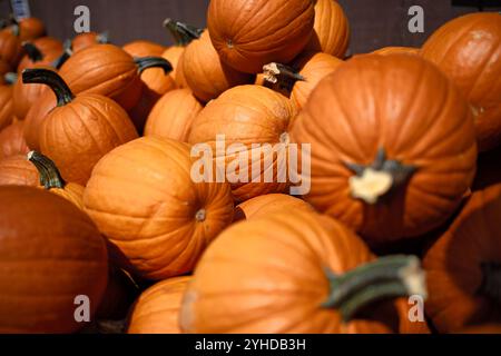 Pumpkins Stacked At Pumpkin Patch Eastern United States | EASTERN UNITED STATES — Stacked pumpkins create a seasonal display at a local pumpkin patch. The arrangement showcases various sizes and shapes of pumpkins during the autumn harvest season. Multiple varieties of orange pumpkins demonstrate the diversity of this fall crop. Stock Photo