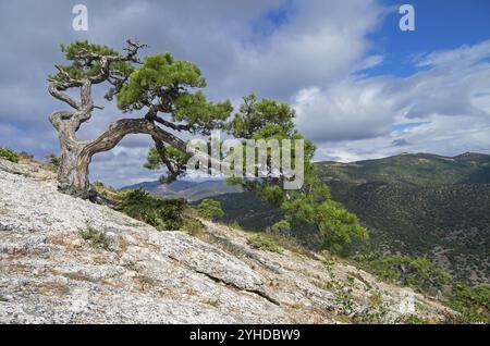 Relic pine tree, spread-eagled on the mountainside. Crimea Stock Photo