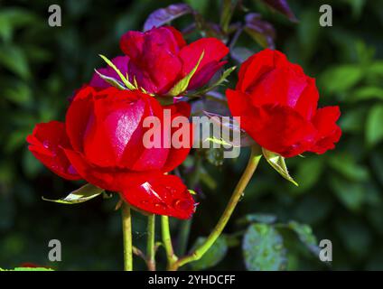 Three flowers of a bright red rose on a bush in the garden. Sunny summer day Stock Photo