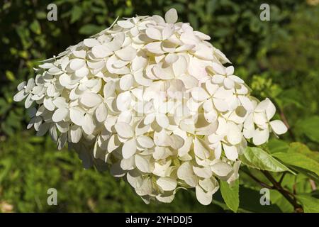 Blooming panicled hydrangea (Hydrangea paniculata) of the Phantom species. Sunny day in early September Stock Photo