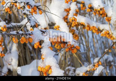 Snow covered berries on a bush of sea-buckthorn. Sunny winter day. Moscow suburbs, Russia, Europe Stock Photo