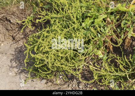 Leaves and flowers of Sea beet (Beta vulgaris subsp. maritima) on the Baltic Sea coast near Dazendorf, Schleswig-Holstein. Wild form of vegetables suc Stock Photo