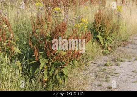 Rumex obtusifolius (Rumex obtusifolius) with the conspicuous reddish-brown fruiting stems at the edge of a ruderal area. Also with field thistle and r Stock Photo