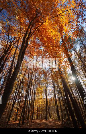 Leaning autumn trees in the forest with the sun, eastern Poland Stock Photo