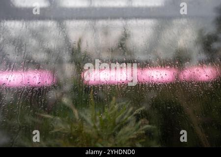 Raindrops roll down greenhouse glass, with streaks of condensation. Glow phytolamp in fall for plant Stock Photo