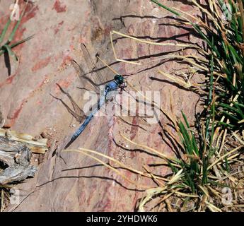 Blue dragonfly resting on a pink rock, Tilos Island, Dodecanese Greek islands, Greece, Europe. Southern skimmer - orthetrum brunneum Stock Photo