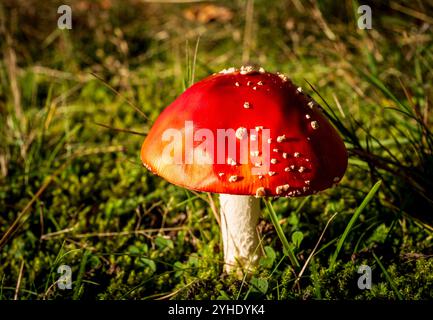 Amanita muscaria, commonly known as the fly agaric or fly amanita Stock Photo