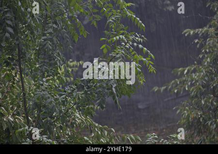 Natural background of heavy  rain falling on crowns of green trees in the garden in summer, Sofia, Bulgaria Stock Photo