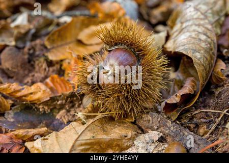 a half-open prickly chestnut lying on the forest floor with marrons in sunlight Stock Photo