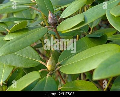 a brown dead rhododendron bud with fungus transmitted by the rhododendron cicada with black spiky spores next to fresh buds Stock Photo