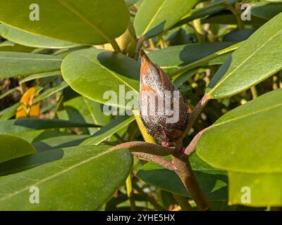 a brown dead rhododendron bud with a fungus transmitted by the rhododendron cicada with black spiky spores Stock Photo