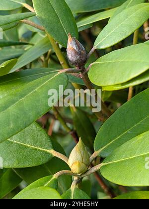 a brown dead rhododendron bud with fungus transmitted by the rhododendron cicada with black spiky spores next to fresh buds Stock Photo