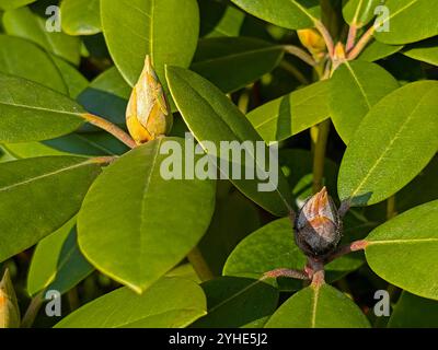 a brown dead rhododendron bud with fungus transmitted by the rhododendron cicada with black spiky spores next to fresh buds Stock Photo