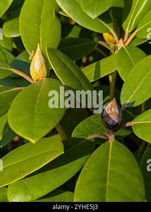 a brown dead rhododendron bud with fungus transmitted by the rhododendron cicada with black spiky spores next to fresh buds Stock Photo