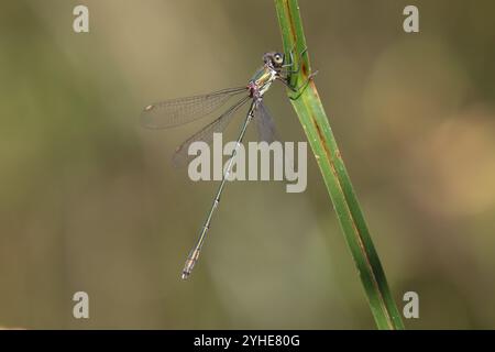 Willow Emerald Damselfly or Western Willow Spreadwing male - Chalcolestes viridis Stock Photo