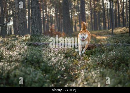 Red Shiba inu dog is jumping over the fallen tree in the forest Stock Photo