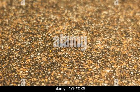 Close-up of a small snail crawling on a textured gravel surface. The detailed shell pattern contrasts with the rough ground, capturing the slow, seren Stock Photo