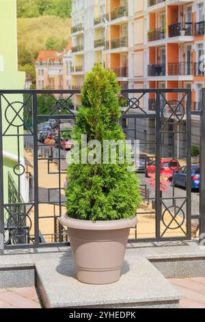 Cypress in large outdoor pot. Thuja occidentalis danica in container. Coniferous tree. Landscape design in city in summer. Sunny. Stock Photo