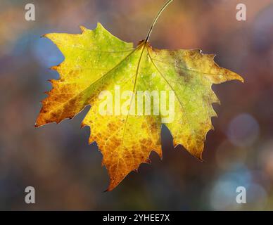 Autumn Colorful Maple Leaf Hanging Stock Photo