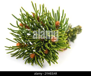 Spruce branch withlittle cone isolated on white Stock Photo
