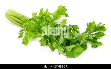Fresh celery isolated on white background Stock Photo
