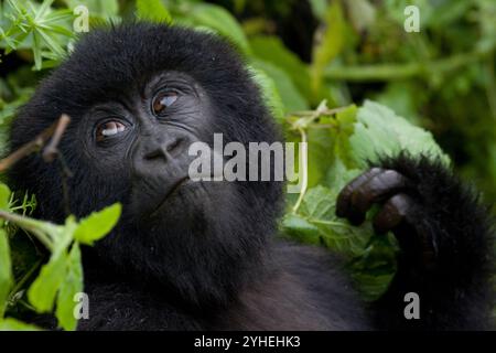 Volcanoes National Park, Rwanda, is one of the few places inhabited by the critically endangered mountain gorilla, Gorilla beringei beringei. Stock Photo