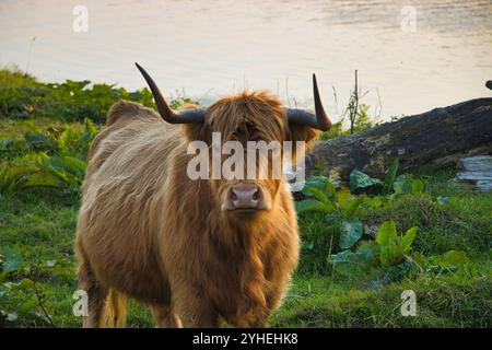 Galloway-cow (Emsland-Germany) Stock Photo