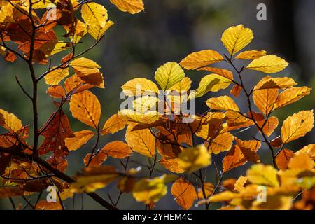 European beech / common beech tree (Fagus sylvatica), close-up of branch with yellow-brown autumn leaves in broad-leaved forest in the fall Stock Photo