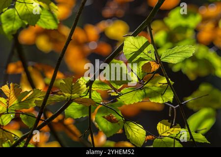 European beech / common beech tree (Fagus sylvatica), close-up of branch with yellow-green autumn leaves in broad-leaved forest in the fall Stock Photo