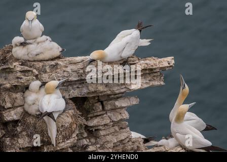 Bit of an argument .Things get heated in the Gannet colony. Adults and chicks  balanced on  precarious nests on the rocky cliffs . Yorkshire , Uk Stock Photo