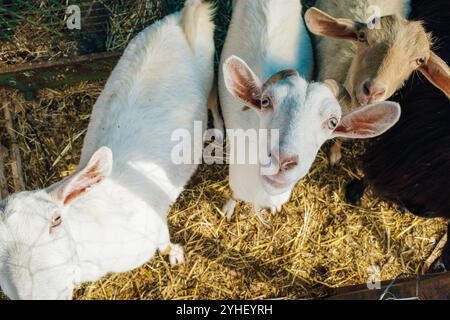 Goat poking its snout through metal fencing. High quality photo Stock Photo