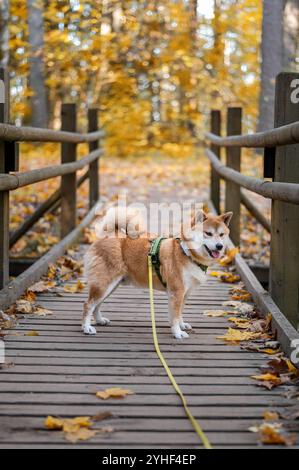 Cute shiba inu dog equipped with harness, leash and GPS tracker is standing on wooden bridge in a nature park in autumn Stock Photo