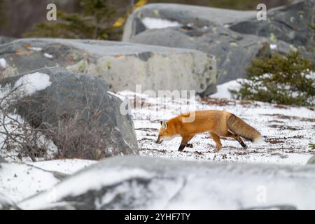 A red fox running along snow covered ground through a field of boulders near the shore of Hudson Bay not far from Churchill, Manitoba Stock Photo