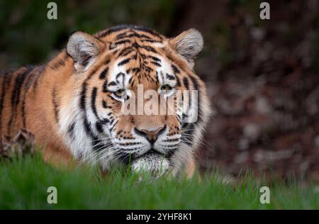 Young male Amur (Siberian) tiger lying on grass and looking towards camera Stock Photo