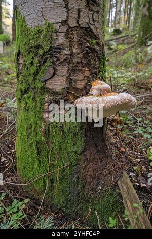 Red banded polypore (Fomitopsis pinicola) on a tree, Foreste Casentinesi Monte Falterona e Campigna National Park, Tuscany, Italy Stock Photo