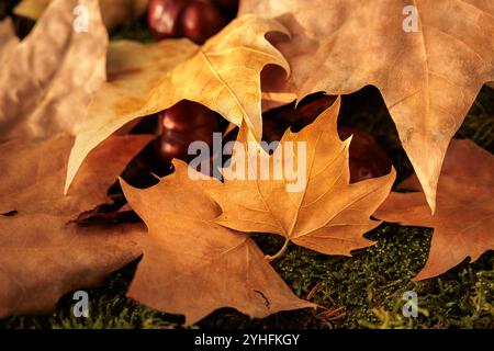 dry autumn leaves of different colors on the ground fallen from trees Stock Photo