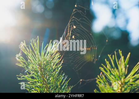 A spider web glistens in the sunlight as it stretches between pine branches, capturing the intricate beauty of nature with soft, natural light in a pe Stock Photo